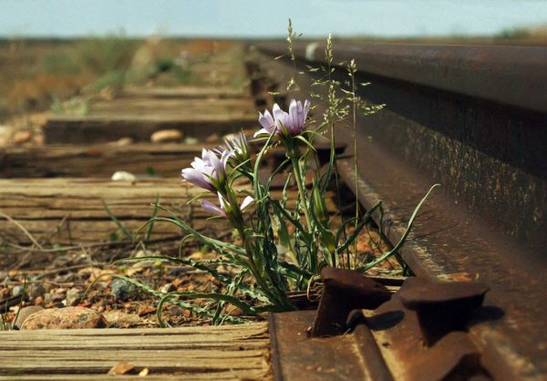 Цветы на рельсах