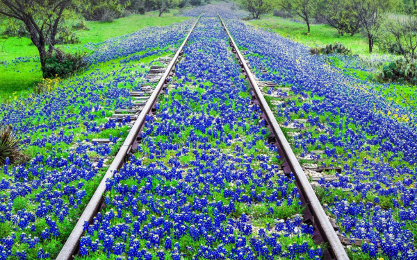 Рельсы цветы