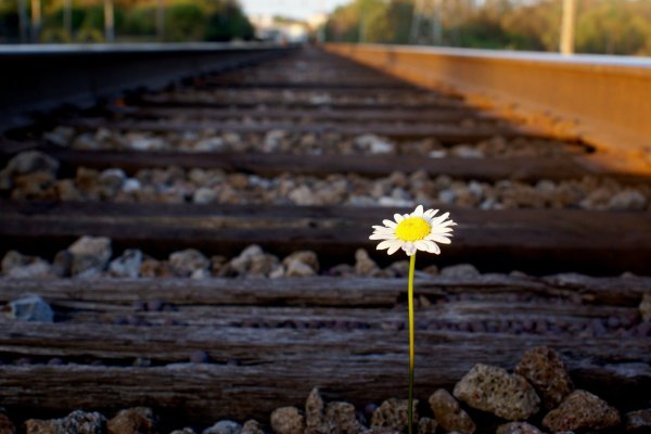 Железная дорога цветы