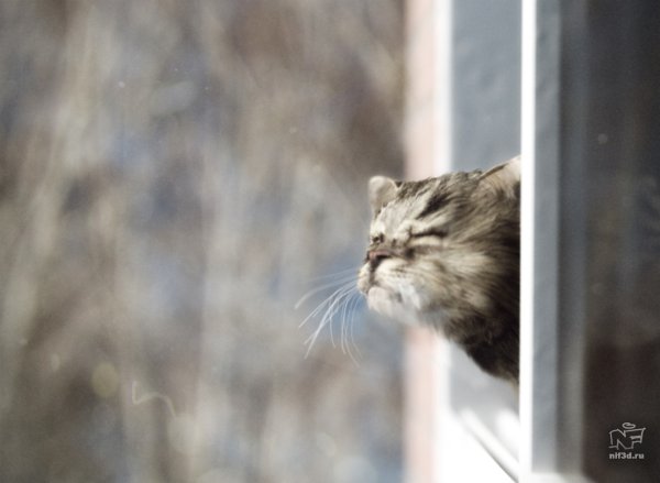 Кот нюхает весну