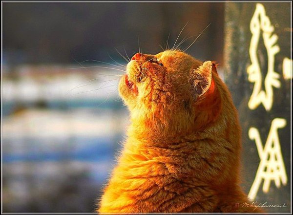 Кот нюхает весну