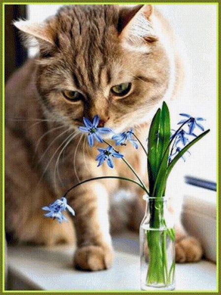 Кот нюхает весну