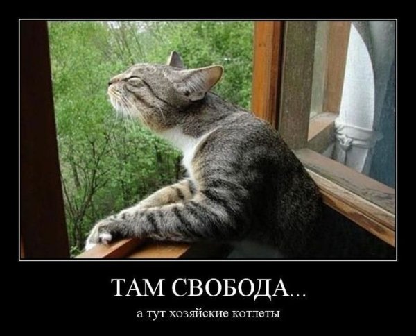 Кот Свобода