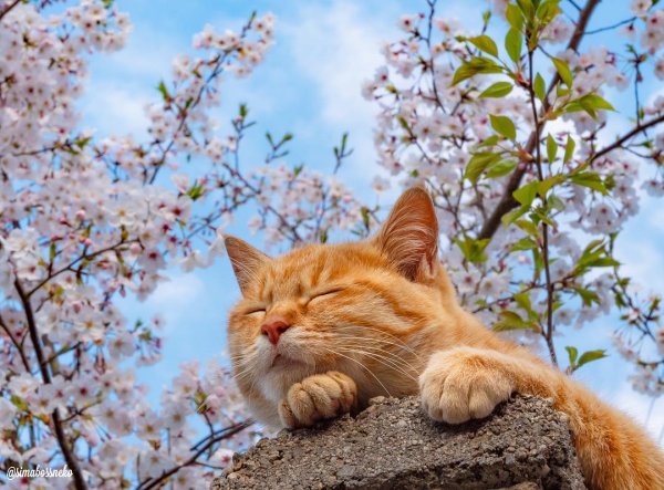 Коты радуются весне