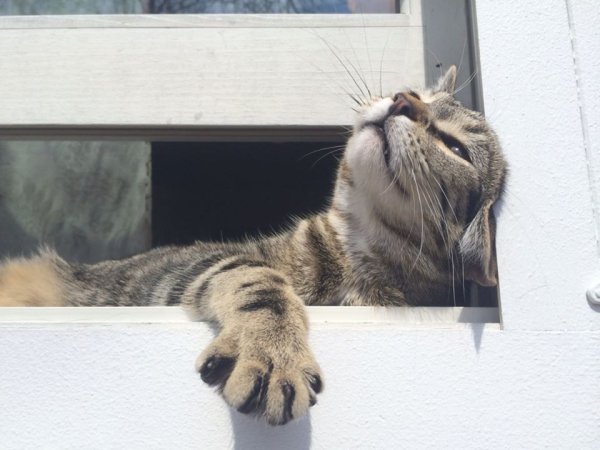 Кот нюхает