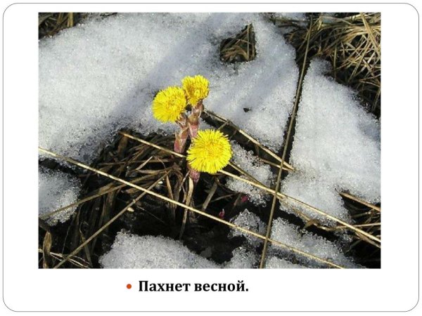 Сон трава