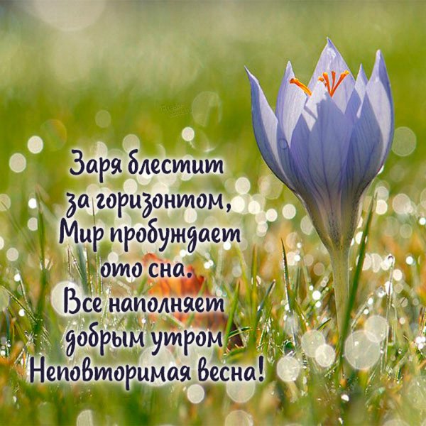 Доброе утро нарциссы