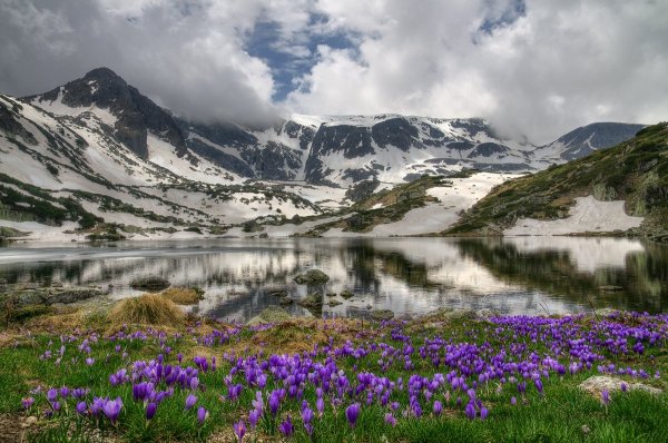 Белуха Алтай маральник
