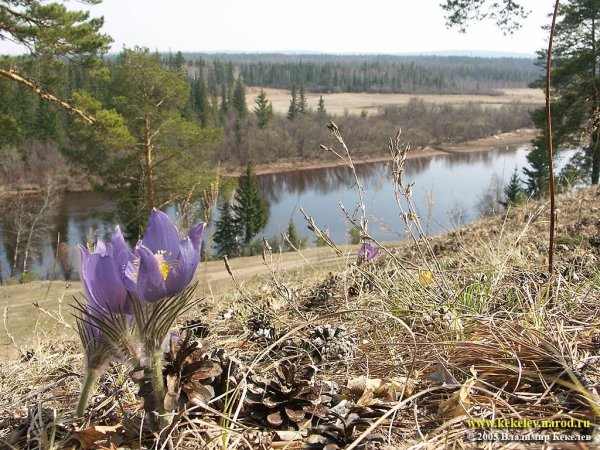 Весенняя природа Сибири