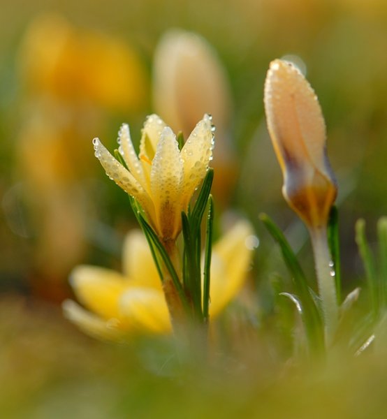 Открытки с добрым утром воскресенья весенние