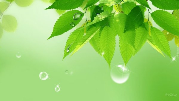 Фон для презентации природа