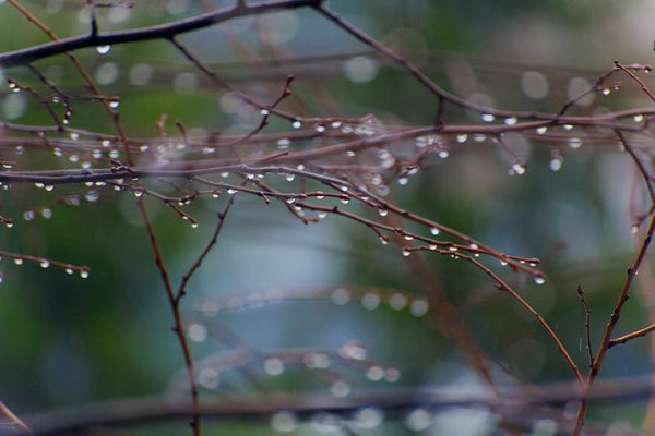 Дождливое Весеннее утро