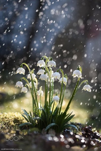 Весенние цветы