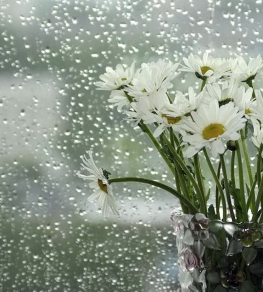 Дождливое Весеннее утро