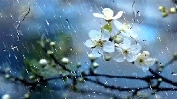 Птица под зонтом