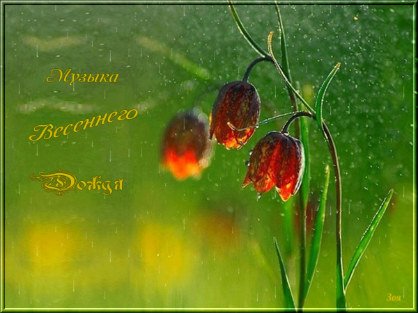 Добрый дождливый день