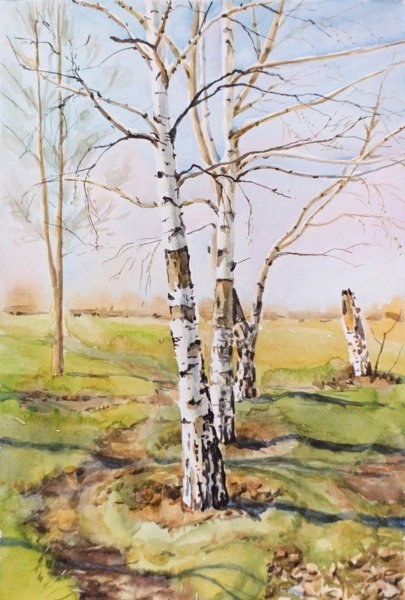 Ствол березы акварелью