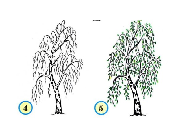 Берёза поэтапное рисование