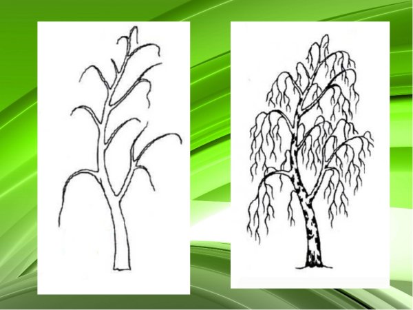 Берёза рисунок карандашом