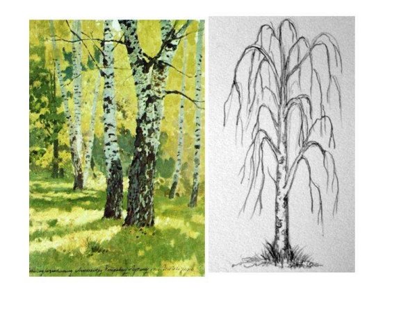 Клипарт береза на прозрачном фоне