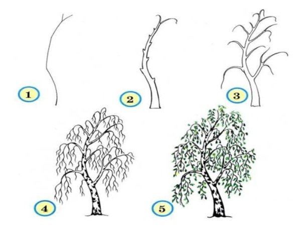Берёза поэтапное рисование