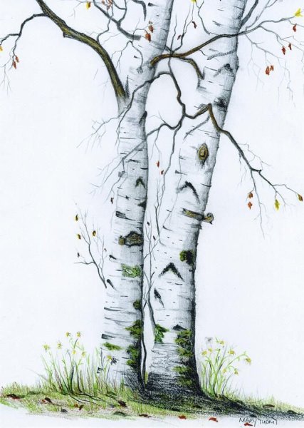 Рисование Березки ватными палочками