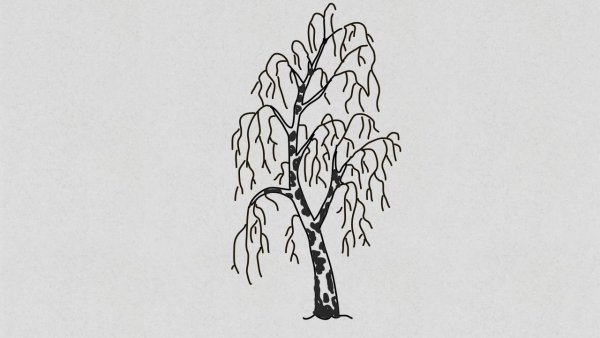 Береза рисунок