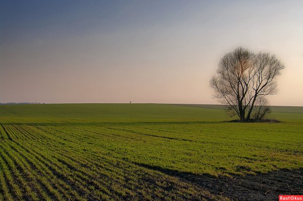 Поле ранней весной
