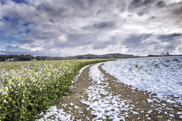 Поле весной