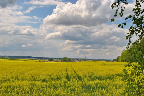 Весна Россия поля