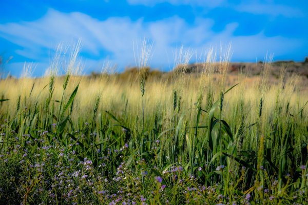 Поле ранней весной