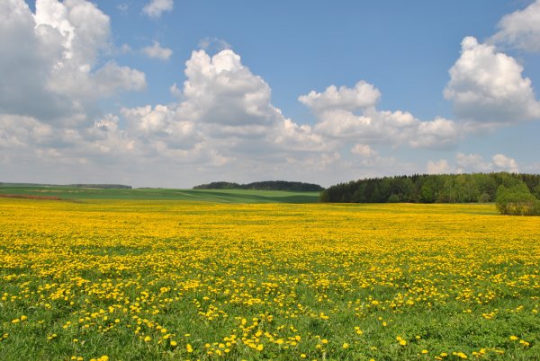 Ранняя Весна в поле