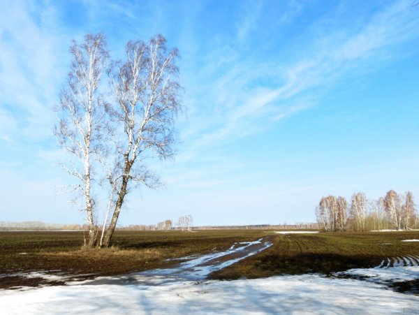 Ранняя Весна в поле