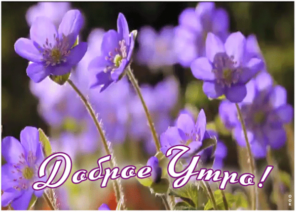 Солнечного весеннего утра с надписями