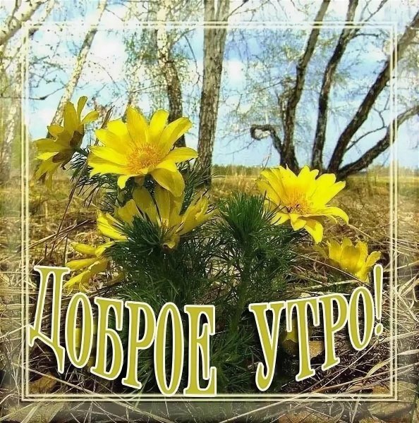 Доброе утро с цветами и пожеланиями