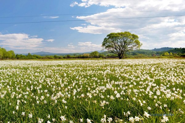Проталины на полях