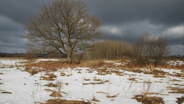 Трава Поляна