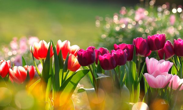Яркие тюльпаны