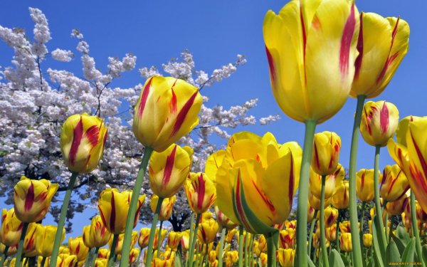 Тюльпаны нарциссы фрезия