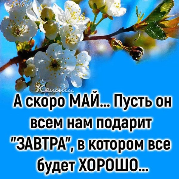 Мартовские кошки приколы