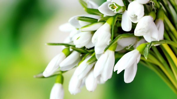 Весенние цветы 1 мая