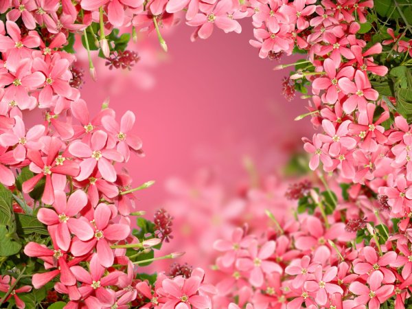 Цветы в подарок