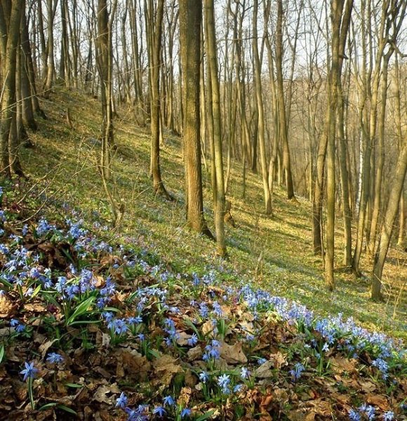 Природа лес Весна