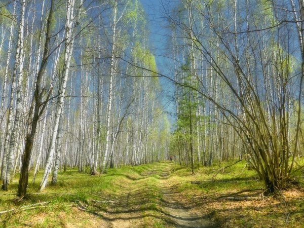 Лес весной