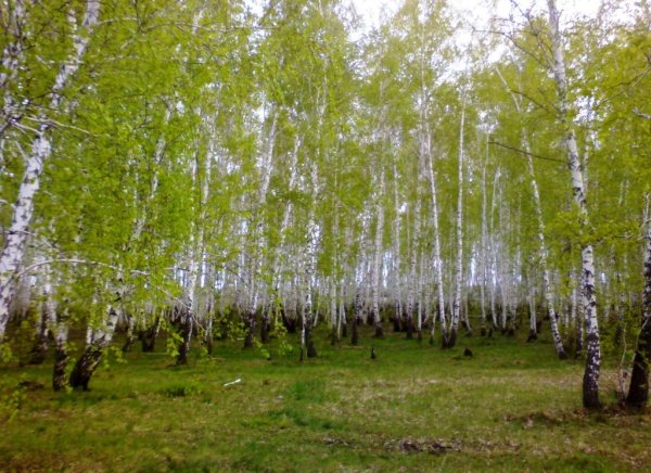 Весенний лес для детского сада