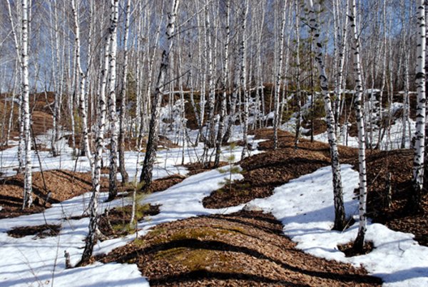 Весенний лес для детей
