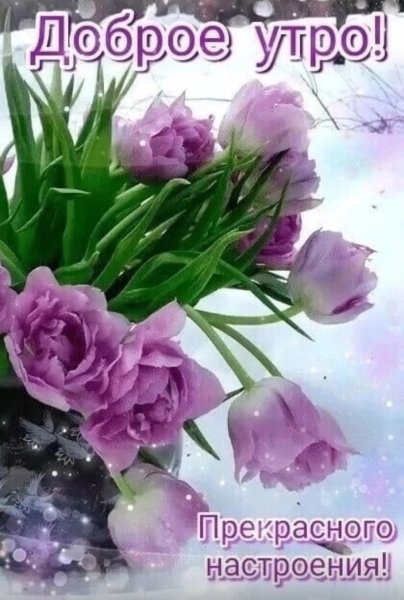 Тюльпаны в снегу