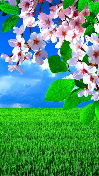 Весенняя природа вертикальные