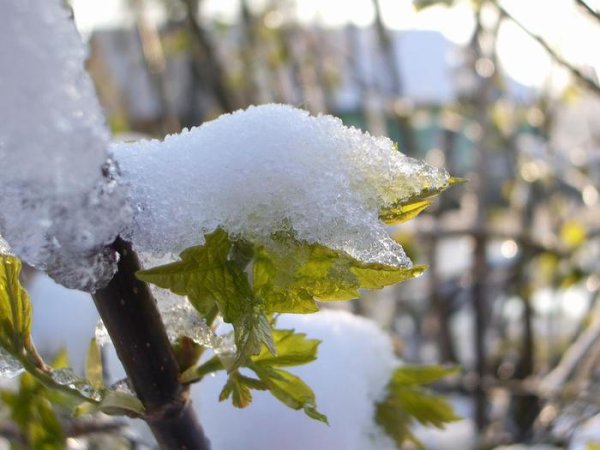 Тающий снег на деревьях