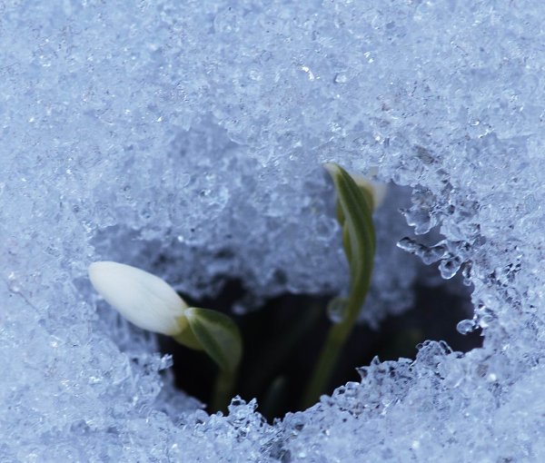 Таяние снега подснежники